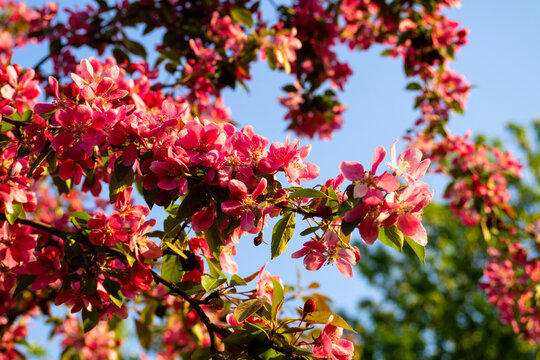 Amazing blooming apple tree branches with bright pink flowers under sunny blue sky. Beautiful floral background for spring seasonal designs.