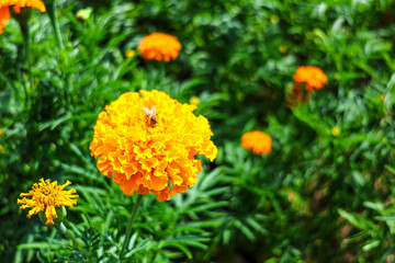 Fototapeta premium Bright orange marigolds (tagetes) flowering in Summer. 