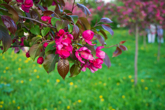 Beautiful blooming apple tree branch with bright pink flowers in sunny park. Perfect natural background for spring seasonal designs.