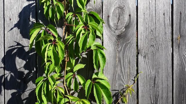 Vine climbs weathered wooden fence. Leaves glow in sunlight, casting sharp shadows. Greenery contrasts with rough, gray wood grain. Sunlit scene suggests summer garden or backyard