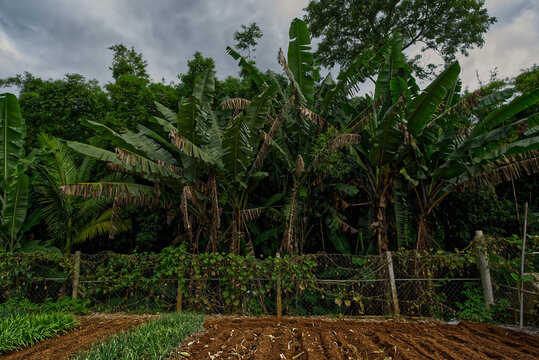 Planting vegetables and greens in a garden