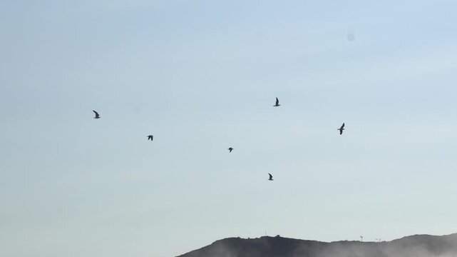 Flock of Gulls Flying Across Sky Above Misty Nuuk Greenland