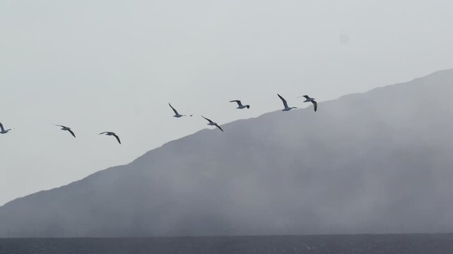 Flock of Gulls Flying Before Misty Mountain in Nuuk Greenland