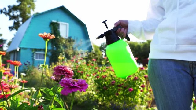 Person sprays garden flowers with green pump sprayer. Blue house stands behind colorful blooms in sunlit garden. Purple and orange zinnias bloom vibrantly. Gardener wears casual white hoodie