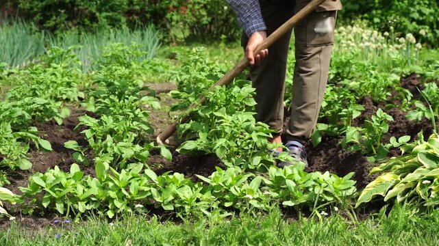 Person tills garden bed with hand tool. Green plants grow in rich soil. Lush foliage surrounds cultivated patch. Calm labor in organic garden setting. Ideal for gardening, farming