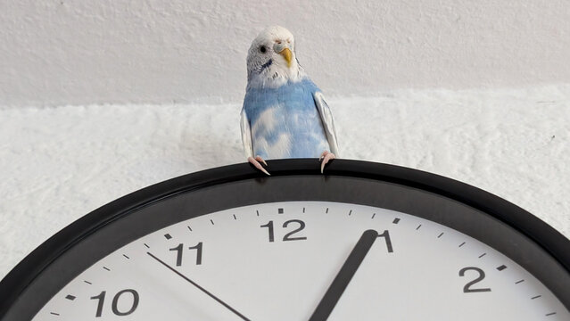 Blue budgie sitting on a wall clock, time flies concept