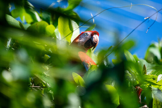 scarlet macaw