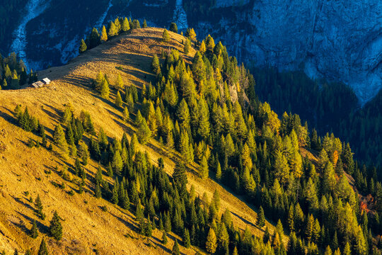A detail of a wooded slope above Passo Pordoi on a sunny autumn evening, featuring trees, golden meadows, and a mountain hut.