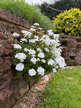 Vibrant white candytuft iberis sempervirens flowers cascading over rustic red brick retaining wall in landscaped garden