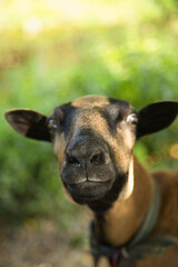 Surprised goat looking directly at the camera in a green meadow. © jarizPJ