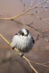 Fluffy long-tailed tit bird sitting on a tree twig © Vhipsta