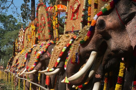 classical pooram festivels in thrissur, kerala, india. Elephant with Pageants showcase festive parade is usually accompanied by a percussion orchestra