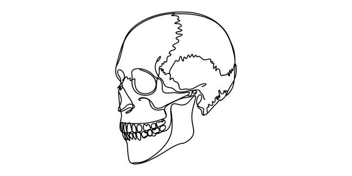 Minimalist continuous line drawing of a human skull side view in black ink style