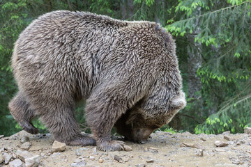 A brown bear stands on a rocky, muddy path, sniffing the ground for food. A dense green coniferous forest provides a natural background for the wild animal in its native habitat. © Pavlo