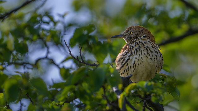Brown Thrasher in Foliage