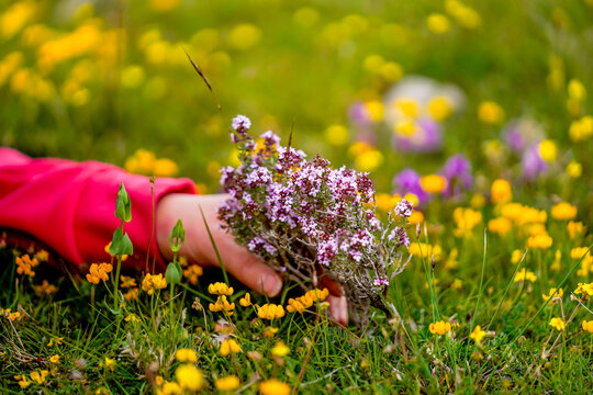 Hand picking wild thyme flowers in a spring meadow