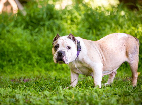 An English Bulldog with a swayback and cropped ears