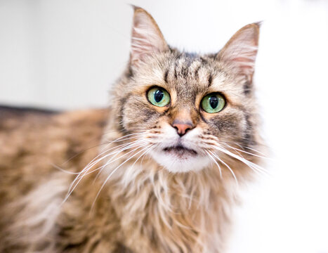 A fluffy long haired mixed breed cat with green eyes