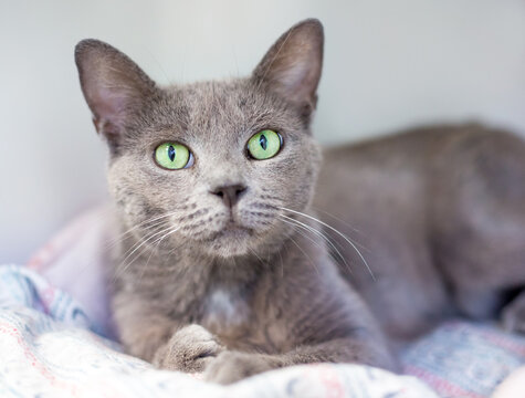 A gray shorthair cat lying down on a blanket