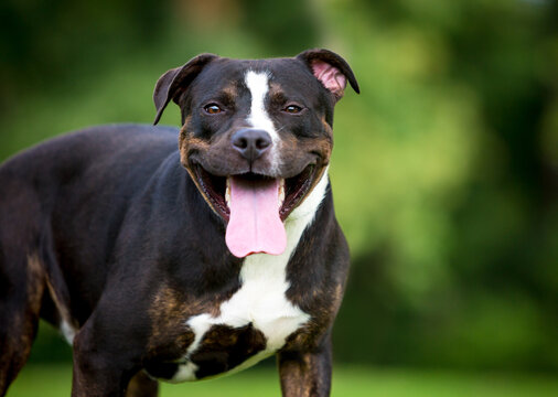 A Greater Swiss Mountain Dog mixed breed dog panting