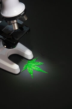 Microscope and Cannabis Leaf Symbolizing Medical Marijuana Research
