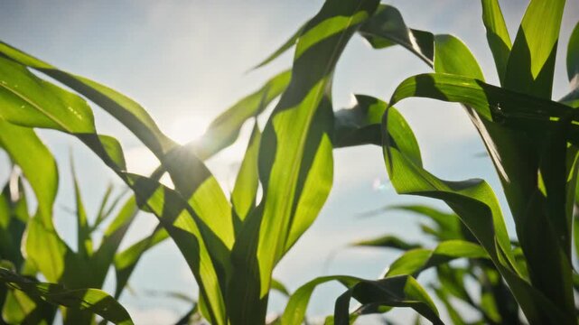 Green corn cobs and leaves against a blue sky create a dense, lush field texture. A smooth camera movement under the bright afternoon sun. The theme of industrial grain cultivation