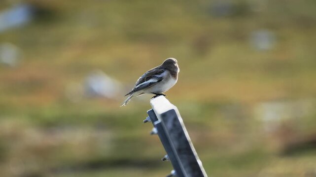 Snow Bunting Perched on Bench Before Flying Away in Nuuk
