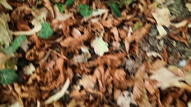 Close moving view of dry brown leaves covering the forest floor. Natural autumn footage for seasonal backgrounds travel ecology and outdoor transition themes