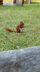 squirrel in the park © Juli