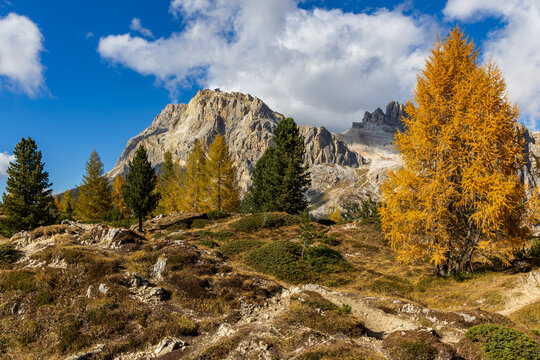 An autumn landscape with golden larches and surrounding mountains on a sunny day with a blue sky near Passo Pordoi in the Dolomites.