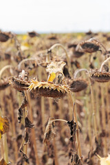Withered sunflowers standing in a dry field under drought conditions © MexChriss