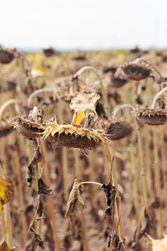 Withered sunflowers standing in a dry field under drought conditions