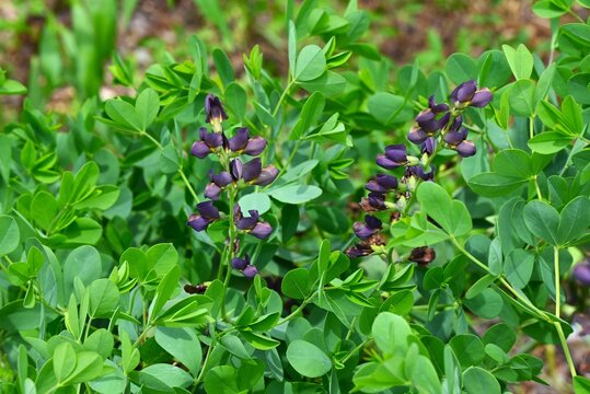 Blue wild indigo (Baptisia australis),  Fabaceae perennial. It produces blue purple flowers in early summer, and itslegumes ripen in autumn.