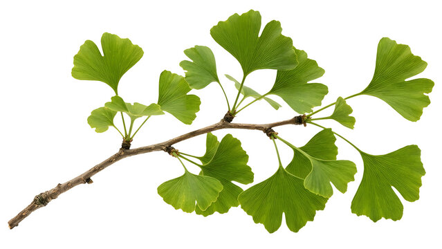 Vibrant Green Ginkgo Biloba Leaves on Branch Isolated PNG on Transparent Background