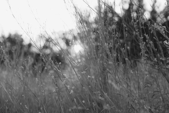 Texas Grama Grass in fall season landscape in black and white
