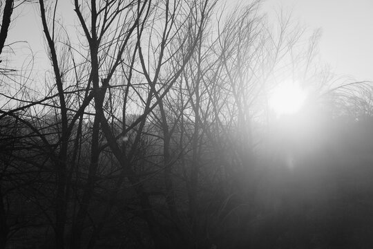 Bare limbs of black willow trees in a Texas winter sunrise landscape in black and white