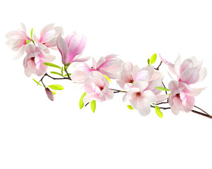 Blossoming magnolia branch with pink flowers isolated on white © New Africa