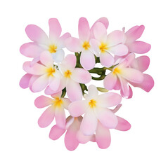 Pink plumeria flowers isolated on white. Tropical plant © New Africa