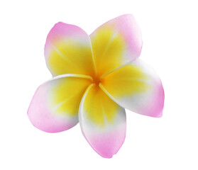 Pink plumeria flower isolated on white. Tropical plant © New Africa