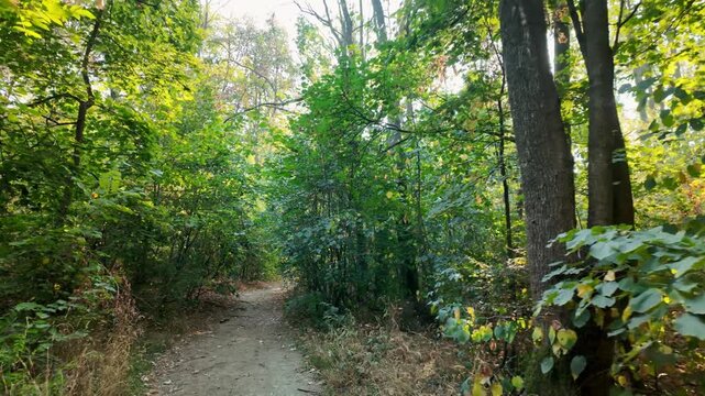 First person view moves along a narrow forest trail surrounded by dense green trees. Nature footage for hiking travel recreation wellness and outdoor adventure themes