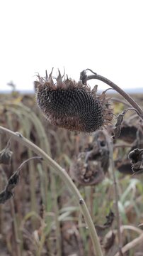 Withered dead sunflower field in autumn