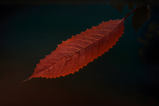 Autumn leaves at dawn