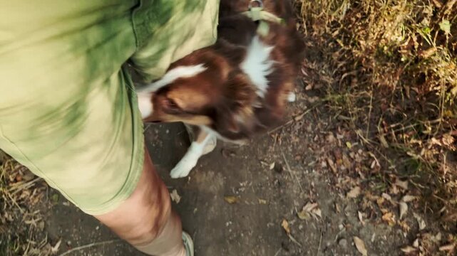 Australian Shepherd weaves between its owners legs on a forest path. Dog training footage for obedience tricks bonding focus and active pet lifestyle themes