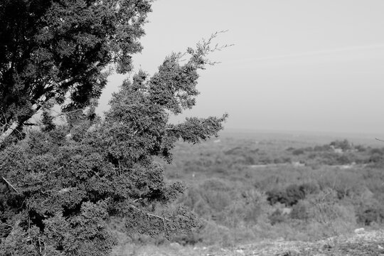 Texas landscape in black and white with closeup of juniper branch.