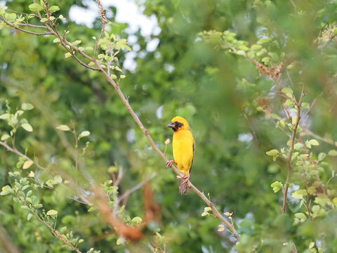 Asian Golden Weaver Male in Breeding Plumage Perched on a Tree Branch in Natural Habitat