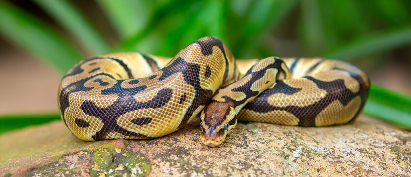 A python lies on the ground and on rocks in the wild. A close-up of a boa constrictor on a rock. Snake skin. Reptile.