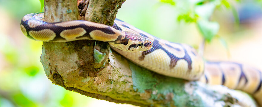 A python lies on the ground and on rocks in the wild.Close-up of a boa constrictor on a tree. Snake skin. Reptile.