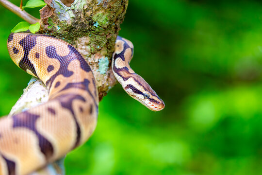 A python lies on the ground and on rocks in the wild.Close-up of a boa constrictor on a tree. Snake skin. Reptile.