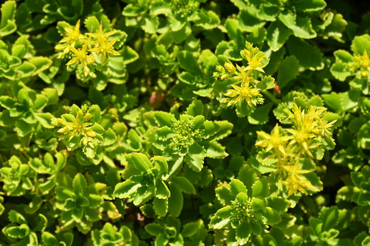 Sedum hybridum plant with flower, close up