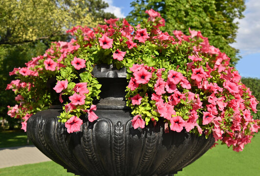 Beautiful pink petunia flower